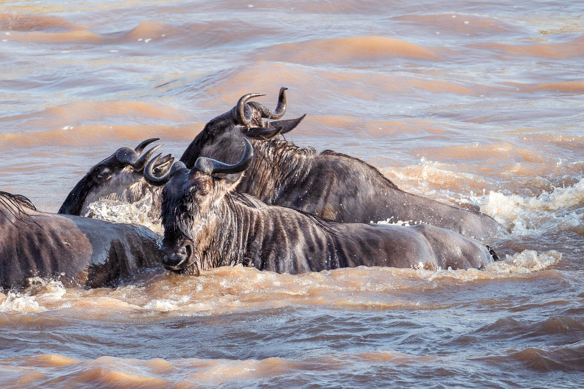 Mara River.jpg